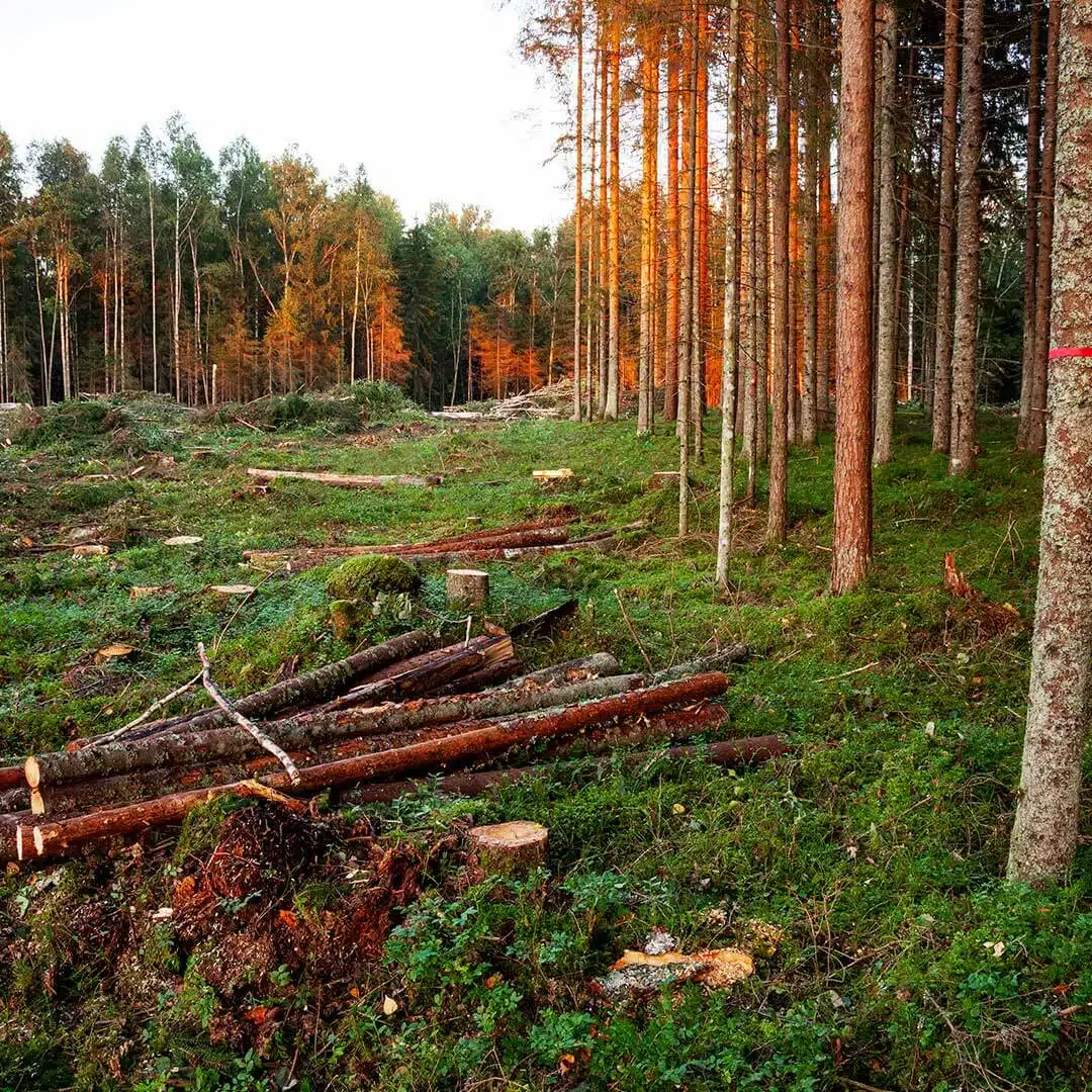 Forestry Sector, G.B. Equipments